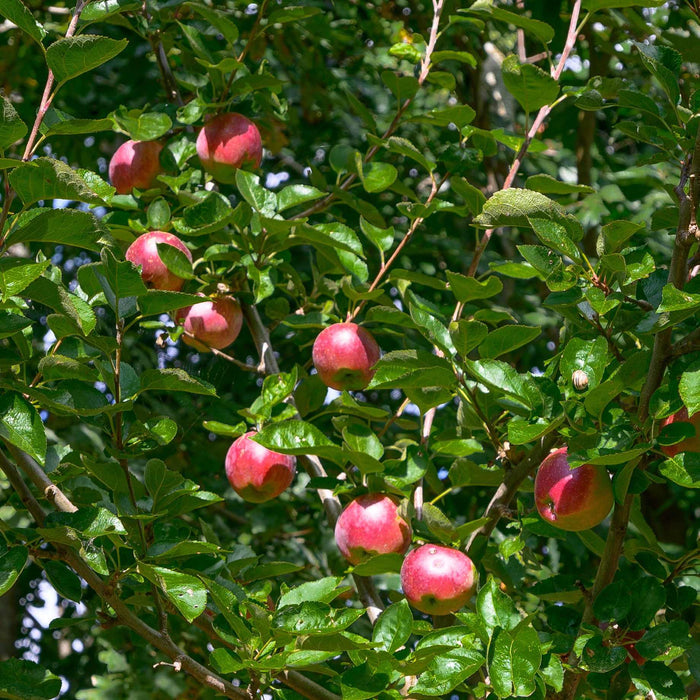 'Red Devil' Apple Tree Fruit Trees