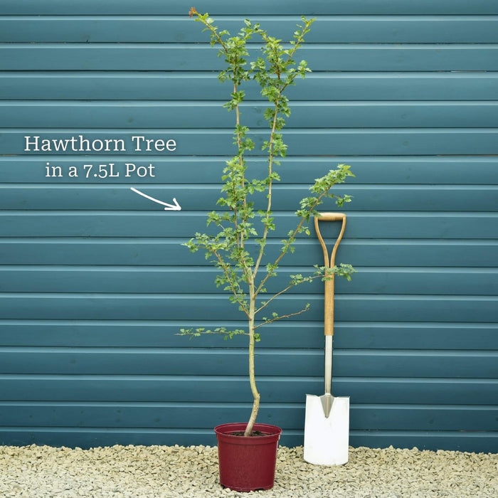 Single-Stem Tree in a 7.5L Pot