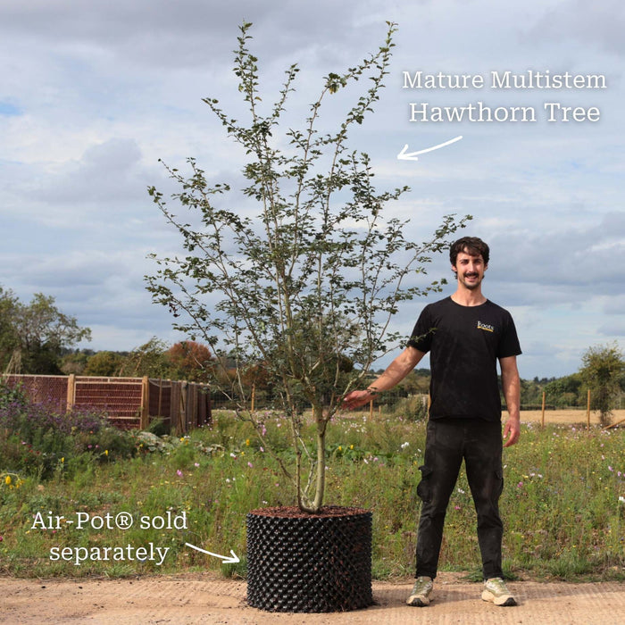Premium Mature Multistem Air-Pot® Grown Tree