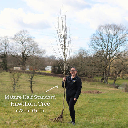 Red Hawthorn Tree | Crataegus laevigata 'Paul's Scarlet' Ornamental Trees