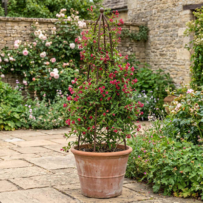 Red Jasmine | Jasminum beesianum Climbing Plants