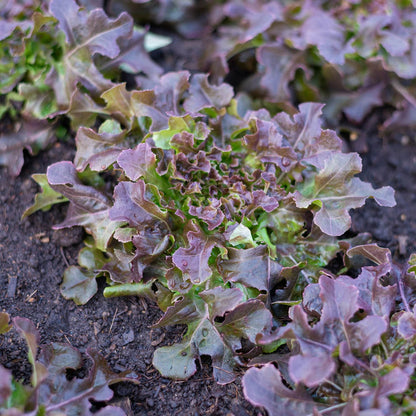 'Red Salad Bowl' Lettuce Plants Vegetables