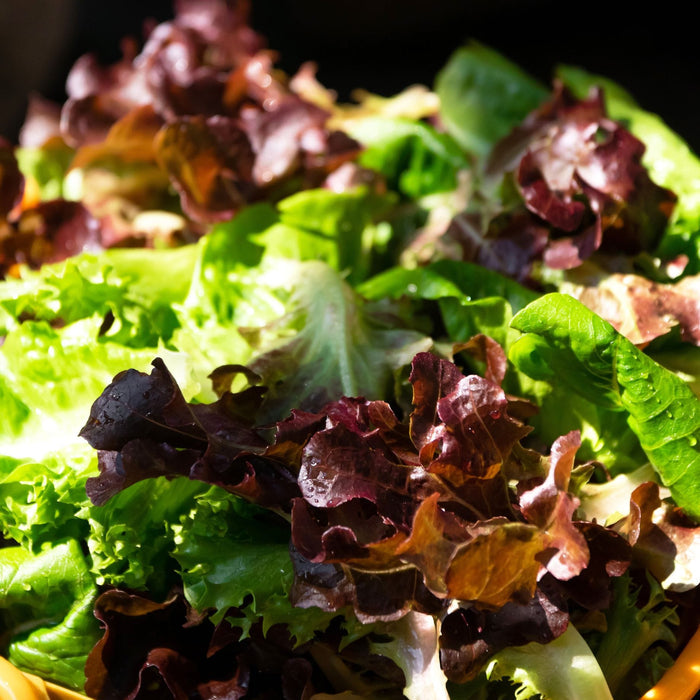 'Red Salad Bowl' Lettuce Plants Vegetables