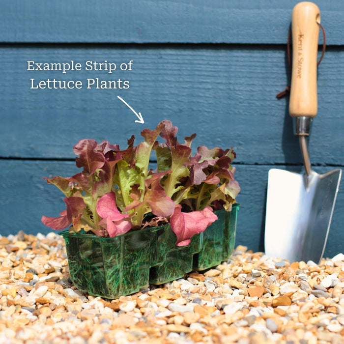 'Red Salad Bowl' Lettuce Plants Vegetables