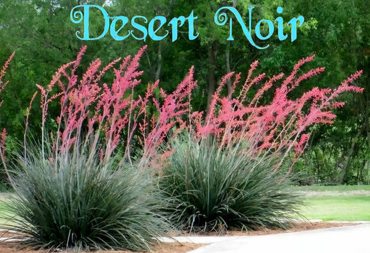 Red Yucca – Hesperaloe parviflora Live Plant, Drought-Tolerant Flowering Succulent, Coral Blooming Yucca, Xeriscape Favorite