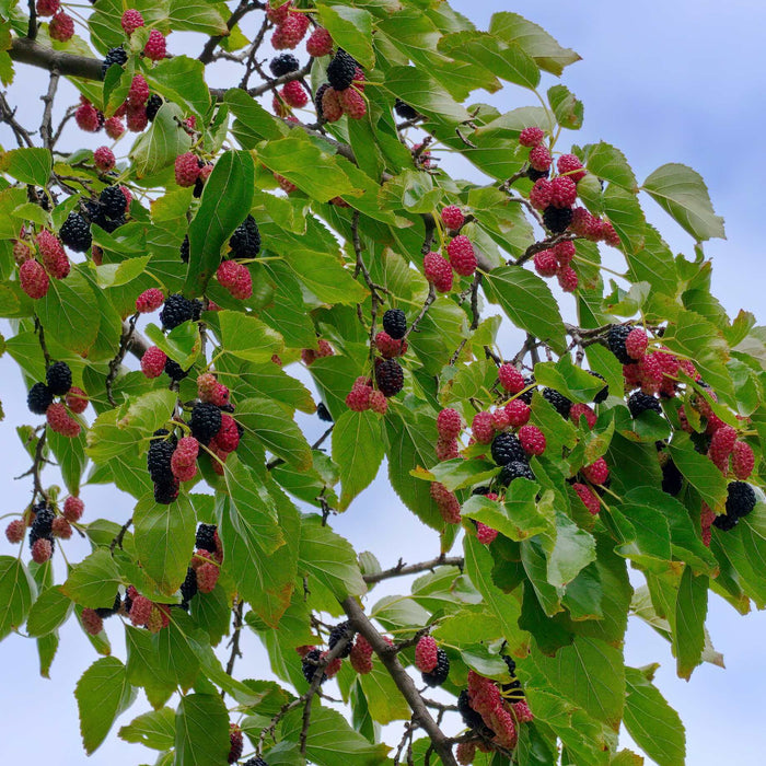 'Repsime' Mulberry Tree Soft Fruit