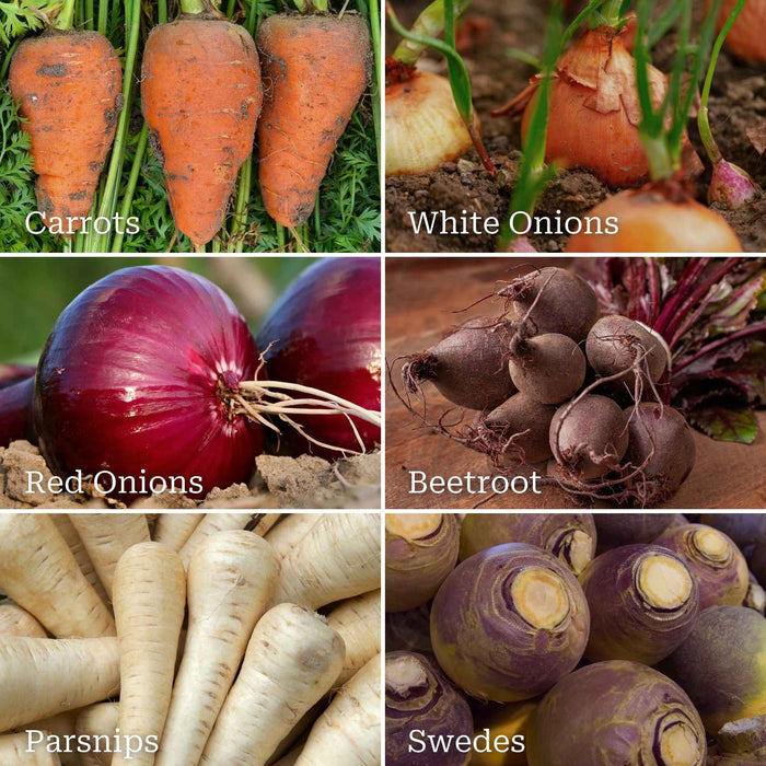 Root Vegetable Collection Vegetables