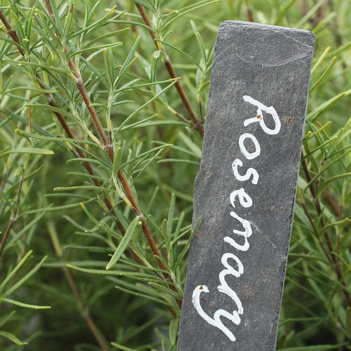 3 Organic Rosemary Plants Vegetables