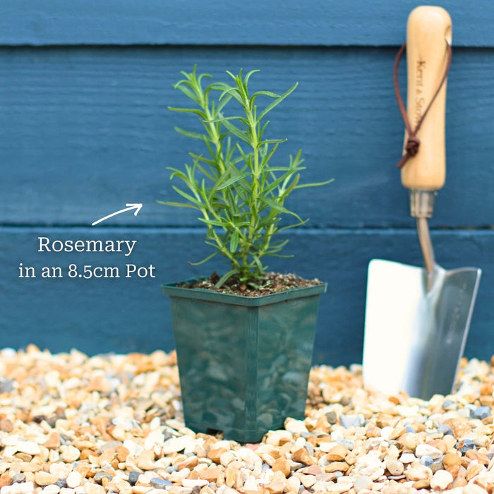 Rosemary Plants Vegetables