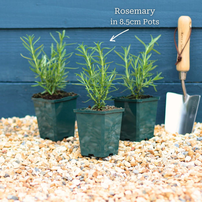 Rosemary Plants Vegetables
