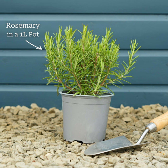 Rosemary Plants Vegetables