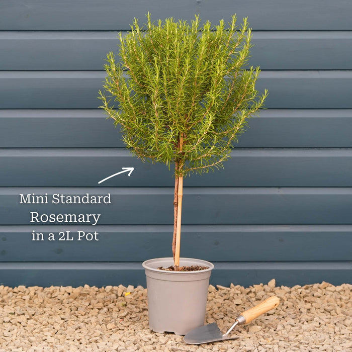 Rosemary Plants Vegetables
