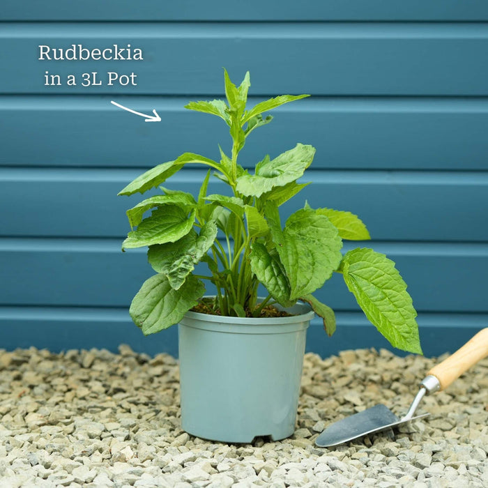 Premium Plant in a 3L Pot