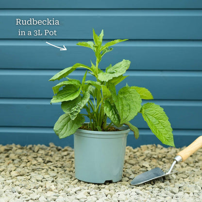 Premium Plant in a 3L Pot