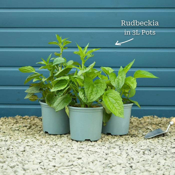 3 x Premium Plants in 3L Pots