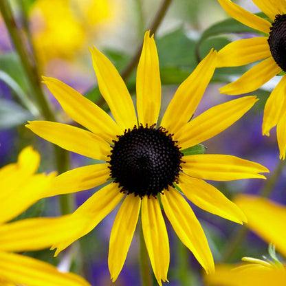 30cm Rudbeckia 'Goldsturm' | 10.5cm Pot Perennial Bedding