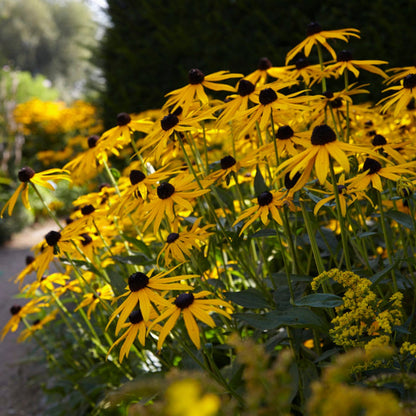 30cm Rudbeckia 'Goldsturm' | 10.5cm Pot Perennial Bedding