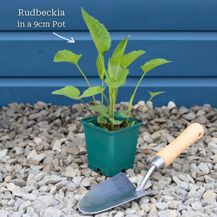 Rudbeckia 'Goldsturm' Perennial Bedding