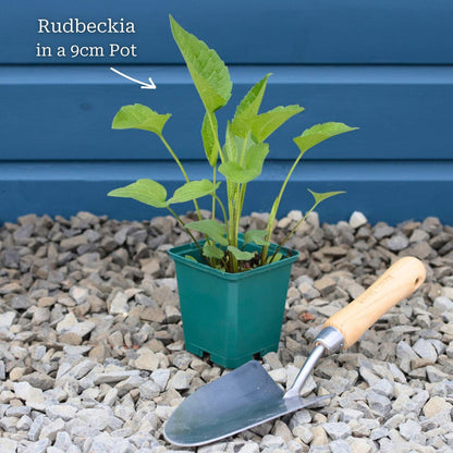 Rudbeckia 'Goldsturm' Perennial Bedding