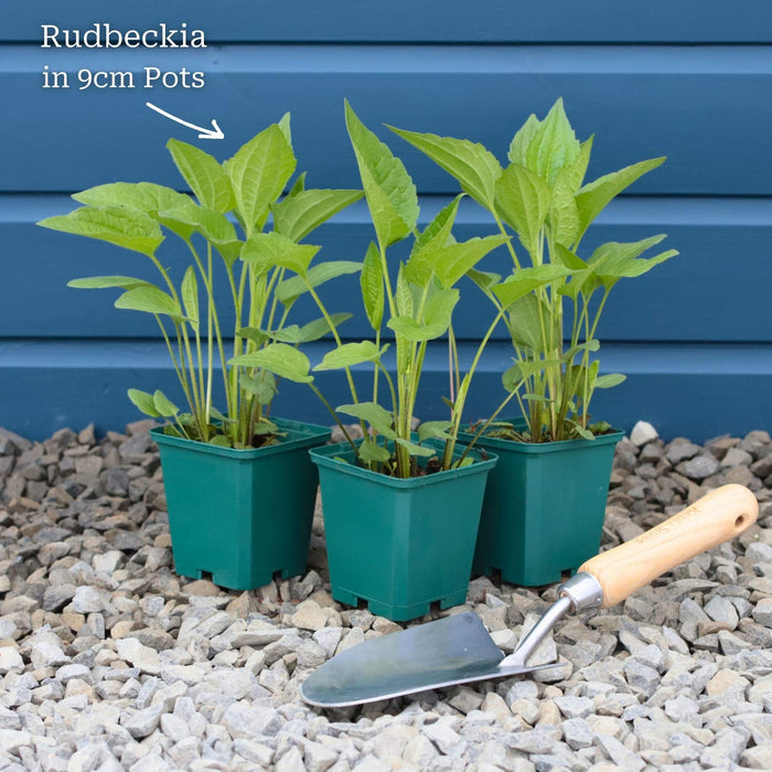 Rudbeckia 'Goldsturm' Perennial Bedding