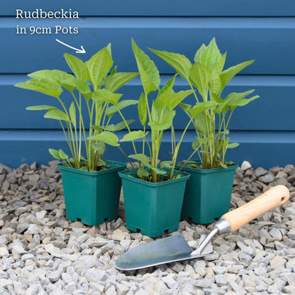 Rudbeckia 'Goldsturm' Perennial Bedding