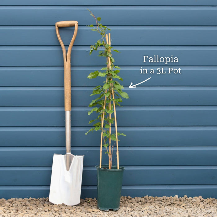Russian Vine | Fallopia baldschuanicum Climbing Plants