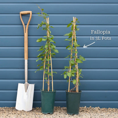Russian Vine | Fallopia baldschuanicum Climbing Plants