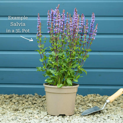 Salvia 'Blue Marvel' Perennial Bedding
