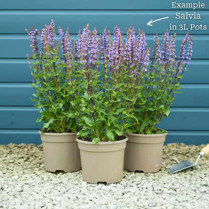 Salvia 'Blue Marvel' Perennial Bedding