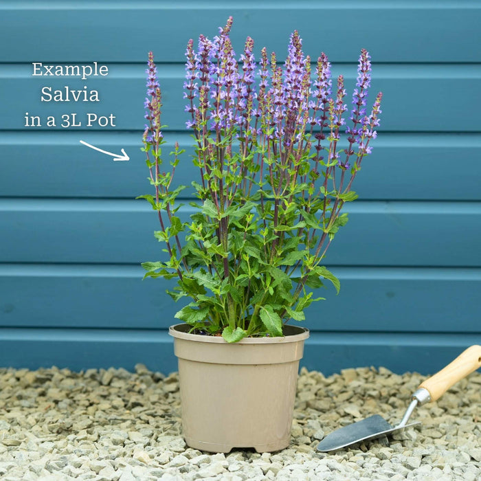 Salvia 'Blue Marvel' Perennial Bedding
