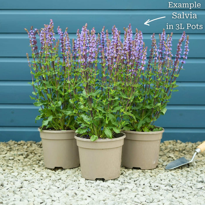Salvia 'Blue Marvel' Perennial Bedding