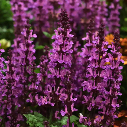 Salvia 'Rose Marvel' Perennial Bedding