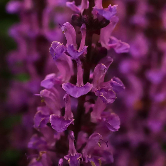 Salvia 'Rose Marvel' Perennial Bedding