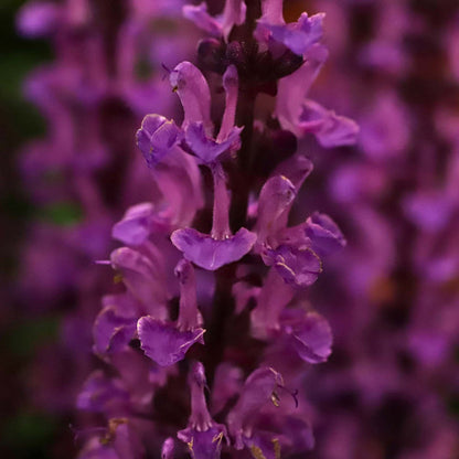 Salvia 'Rose Marvel' Perennial Bedding