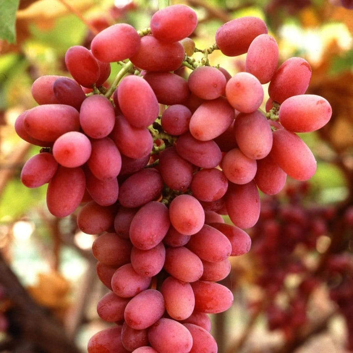 Red & White Seedless Outdoor Grape Collection | 90cm Grape Vines in 3L Pots Soft Fruit