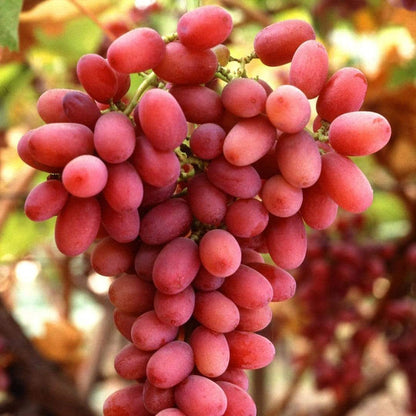 Red & White Seedless Outdoor Grape Collection | 90cm Grape Vines in 3L Pots Soft Fruit