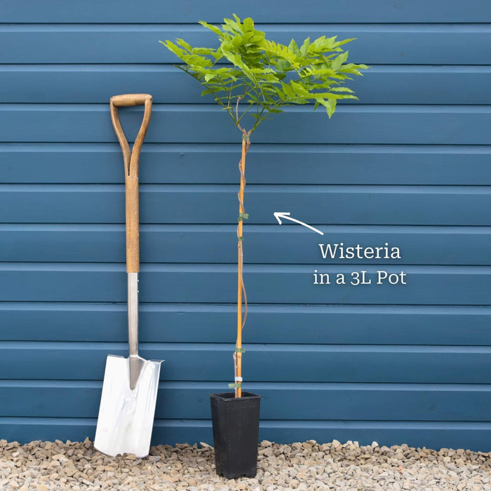 Chinese Wisteria | Wisteria sinensis 'Prolific' Climbing Plants
