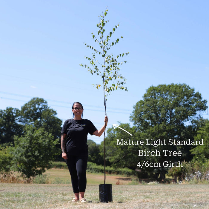 Half Standard Potted Tree - 4/6cm Girth Trunk
