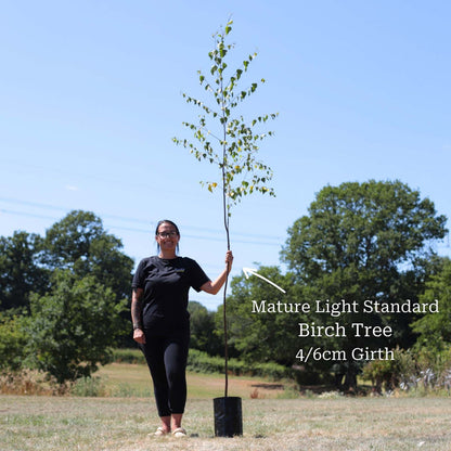 Half Standard Potted Tree - 4/6cm Girth Trunk