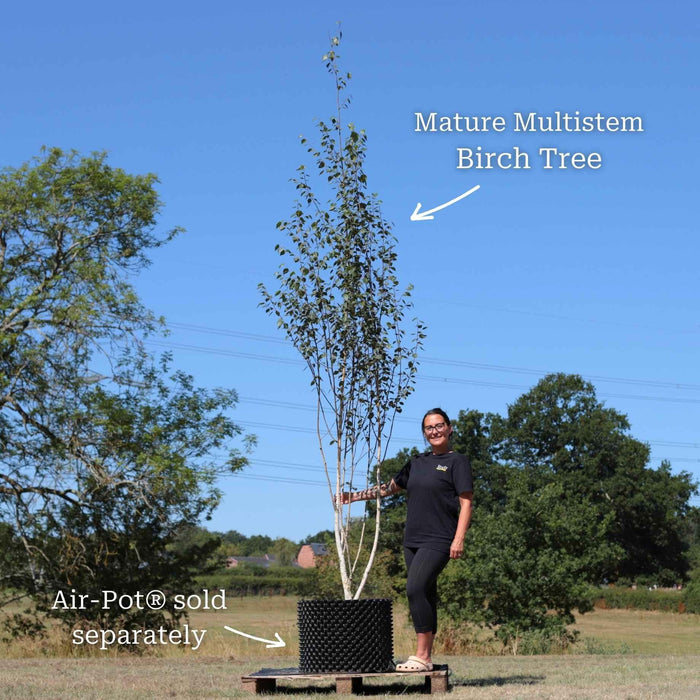 Mature Multistem 35L Tree
