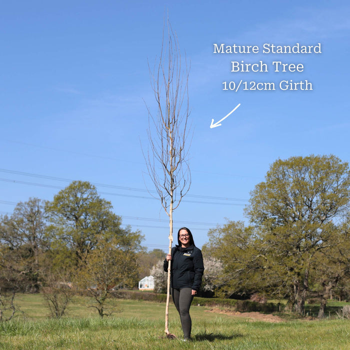 Premium Standard Bare Root Tree - 10/12cm Girth Trunk