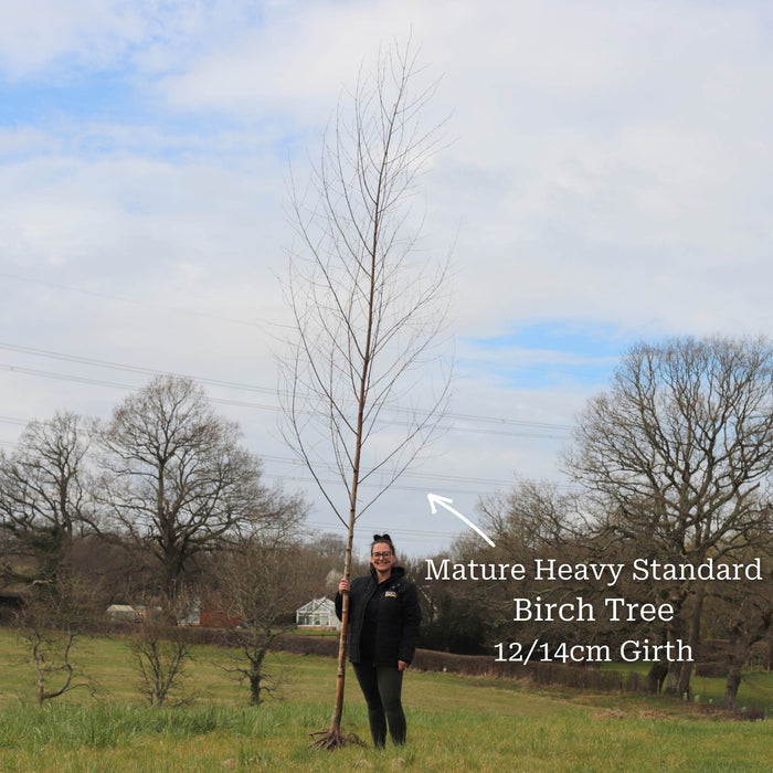Heavy Standard Bare Root Tree - 12/14cm Girth Trunk