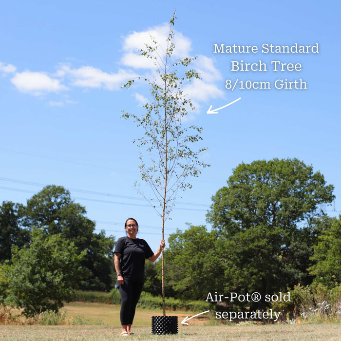 Standard Air-Pot® Grown Tree - 8/10cm Girth Trunk