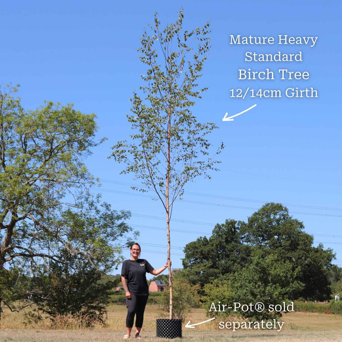 Heavy Standard Air-Pot® Grown Tree - 12/14cm Girth Trunk