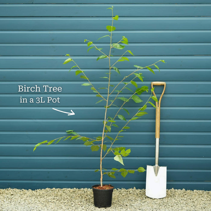 Tree in a 3L Pot