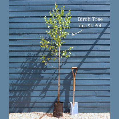 3 Year Old Tree in a 9L Pot