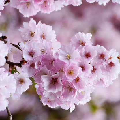 Single Pink Weeping Cherry Blossom Tree | Prunus Pendula Rubra Ornamental Trees