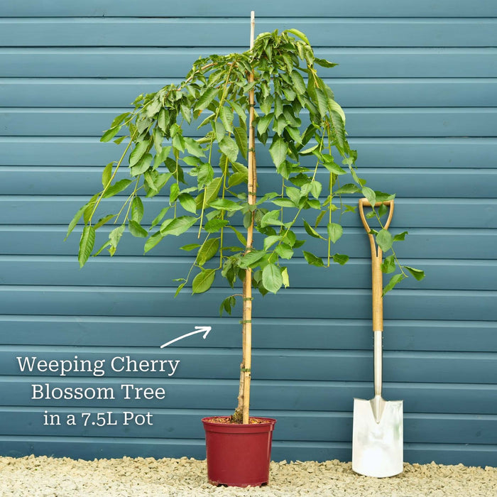 Cheal's Weeping Cherry Blossom Tree | Prunus 'Kiku-shidare-zakura' Ornamental Trees