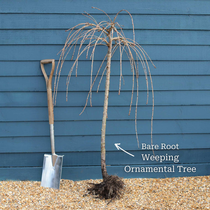 Single Pink Weeping Cherry Blossom Tree | Prunus Pendula 'Pendula Rubra' Ornamental Trees