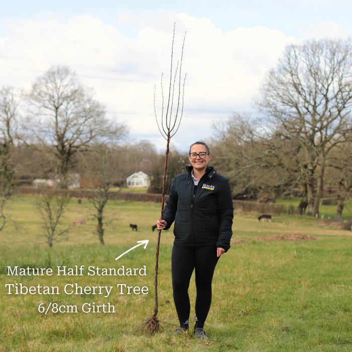 Half-Standard Bare Root Tree - 6/8cm Girth Trunk